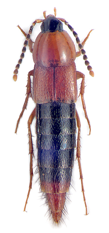 Parabolitobius formosus (Grav.)