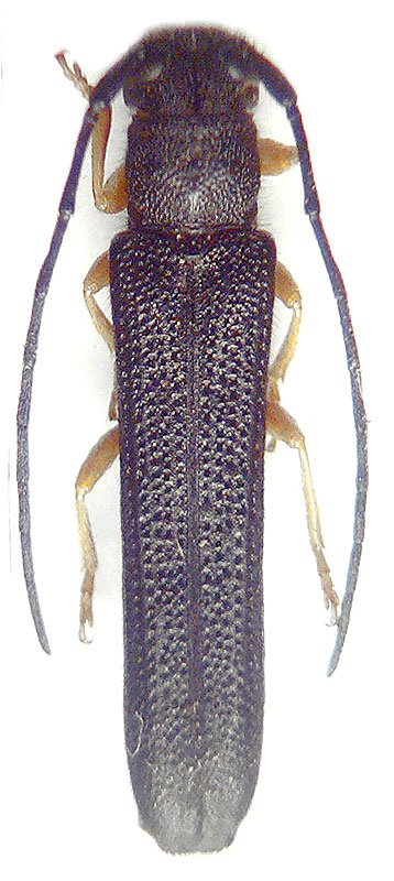 Oberea linearis
      