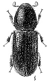  Crypturgini<br> LeConte, 1876