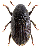 Hylesinini<br> Erichson, 1836