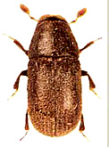  Polygraphini<br> Chapuis, 1869