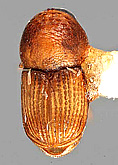  Xyloctonini<br> Eichhoff, 1878