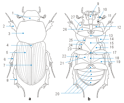 Строение жука. Строение жука оленя биология. Жук плавунец схема строения. Жук олень строение снизу. Строение жука носорога схема.