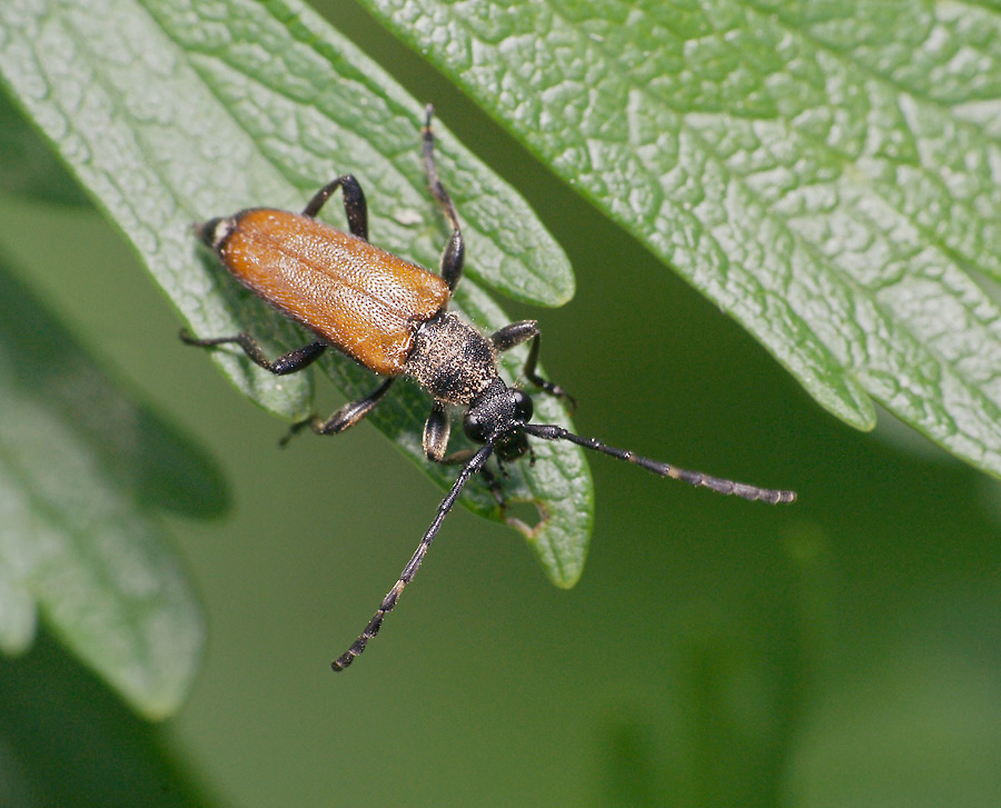 Жук усач зеленый. Жук усач пестрый. Paracorymbia maculicornis. Жук усач Приморский край. Agapanthia maculicornis.