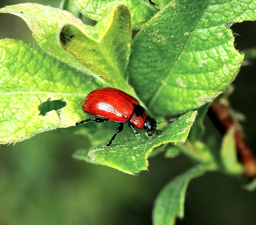 Gonioctena viminalis