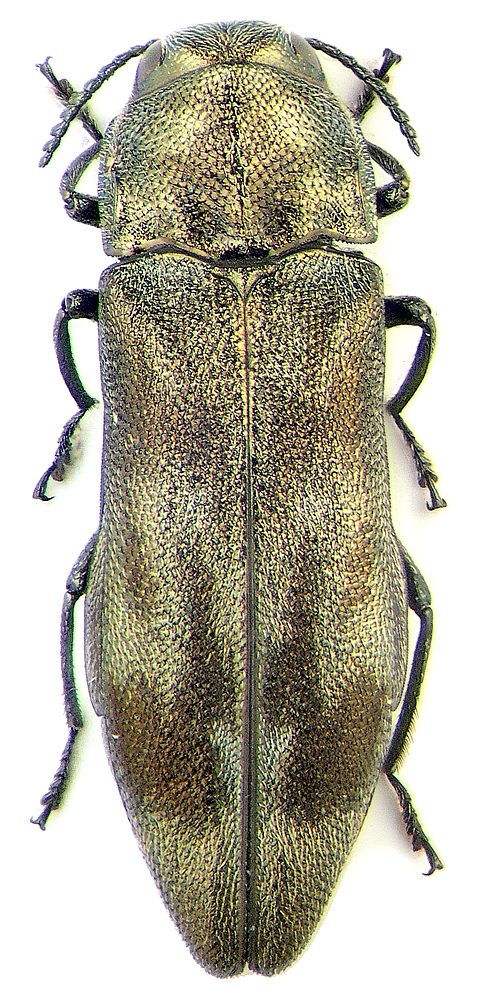 Agrilus (Austragrilus) kurumi Kurosava, 1957