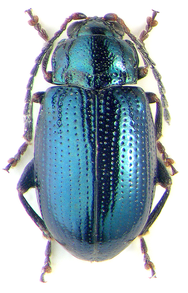 Crepidodera picipes (Weise, 1887)