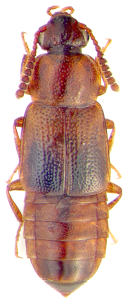 Phyllodrepa  melanocephala (F., 1787)