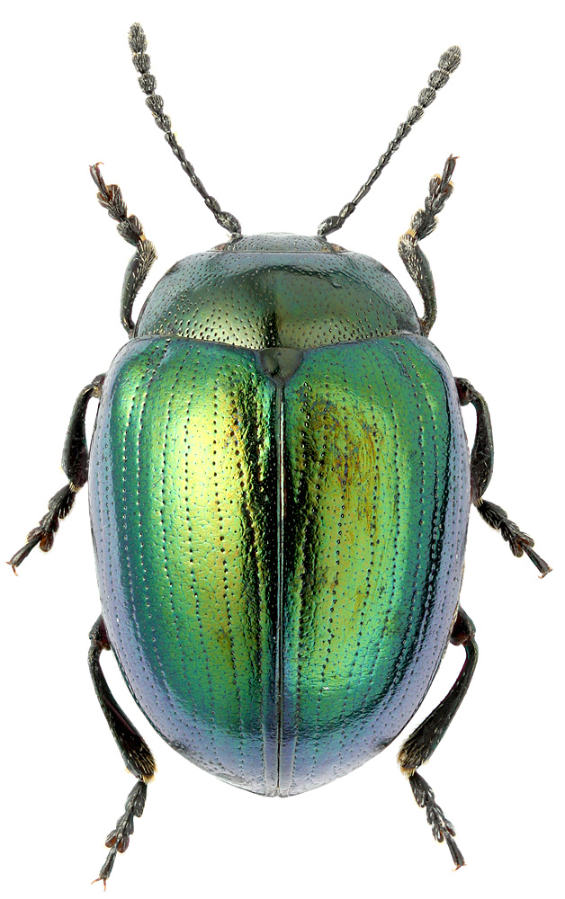 Phaedon concinnus