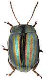Chrysolina americana (Linnaeus, 1758)
