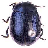 Chrysolina haemoptera (Linnaeus, 1758)