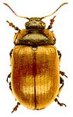 Gonioctena linnaeana (Schrank, 1781)