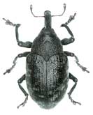 Larinus sturnus (Schaller, 1783)