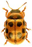 Gonioctena decemnotata (Marsham, 1802)  (=rufipes DeGeer, 1775 nec L., 1758)