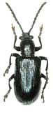 Oulema erichsonii Suffrian, 1841