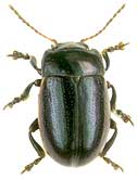 Chrysolina analis (Linnaeus, 1767)