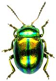 Chrysolina fastuosa (Scopoli, 1763)