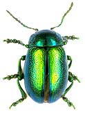 Chrysolina graminis (Linnaeus, 1758)