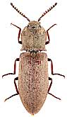 Elateridae: Agrypnus agrillaceus (Solsky, 1871)