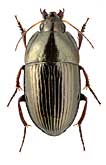 Carabidae: Amara magnicollis Tschitsch.