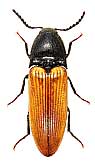Elateridae: Ampedus nigroflavus (Goese, 1777)