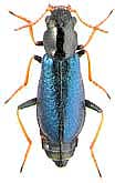 Apalochrus femoralis