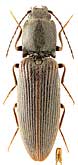 Elateridae: Athous circassiensis (Rtt.)