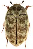 Dermestidae: Attagenus lynx (Muls. et Rey)