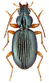 Carabidae: Bembidion zolotarewi Rtt.