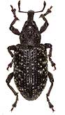 Curculionidae: Hylobius piceus (Deg., 1775)