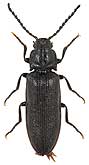 Elateridae: Denticollis jacobsoni Reitter, 1903