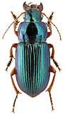 Carabidae: Harpalus cupreus fastuosus Fald.