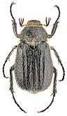 Scarabaeidae: Holochelus subseriatus