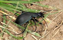 Carabidae: Carabus (Pachycarabus) koenigi Ganglbauer, 1886