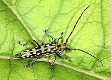 Cerambycidae: Saperda (s.str.) scalaris (Linnaeus, 1758)