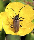 Cerambycidae: Cortodera fischtensis Stark, 1894
