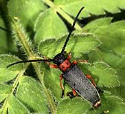 Cerambycidae: Phytoecia (Musaria) affinis (Harrer, 1884)