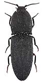 Elateridae: Lacon punctatus (Elateridae)