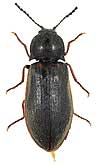 Elateridae: Eanus costalis (Paykull, 1800)