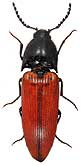 Elateridae: Ampedus sanguineus (Linnaeus, 1758)