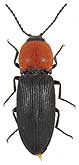 Elateridae: Cardiophorus gramineus (Elateridae)
