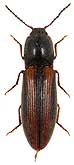 Elateridae: Athous vittatus (Fabricius, 1792)