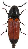 Elateridae: Ampedus melanurus Mulsant & Guiliegeau, 1855