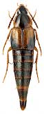 Staphylinidae: Lordithon cf. trimaculatus (F.)
