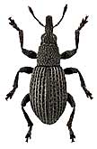 Apionidae: Melanapion minimum (Hbst.)