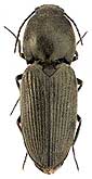 Elateridae: Paracardiophorus cf. pullatus Cand.