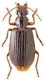 Carabidae: Parena tripunctata Bat.