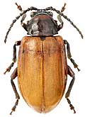 Chrysomelidae: Phygasia fulvipennis