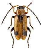 Chrysomelidae: Phyllobrotica elegans Kr.