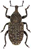 Curculionidae: Plinthus kippenbergi Meregalli, 1985